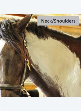 Neck/Shoulders
